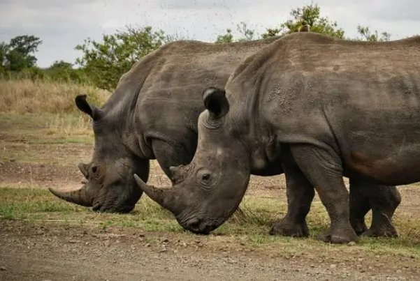 inprogress什么意思?