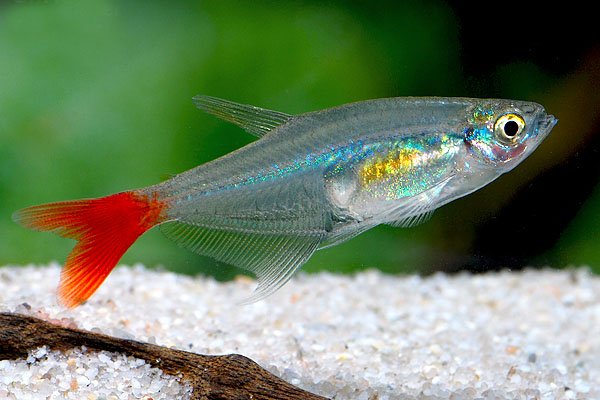 玻璃扯旗鱼的基本条件