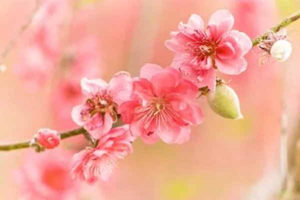 幸福像花儿一样的句子