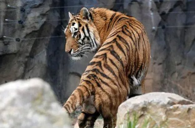 严父慈母解一生肖