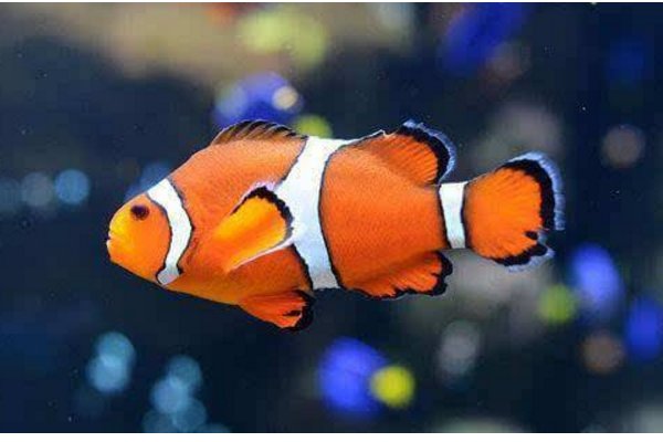 热带鱼一般生活在什么水中