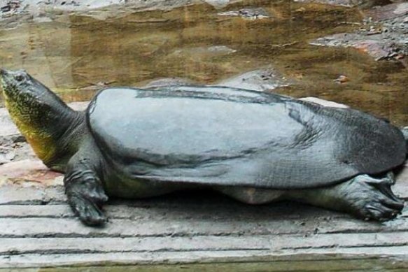 世界上最珍贵的动物