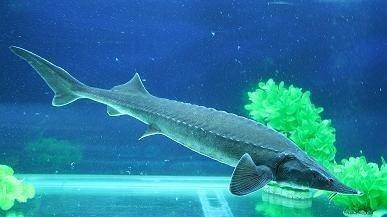 现在所发现的鲟鱼主要分布在，长江金沙江下部到入海的河口，鲟鱼吃什么？