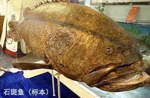 石斑鱼最大能长多大?