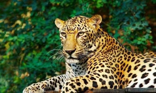 第二只外逃豹子后掌疑断裂缺失？官方是怎样回应的？