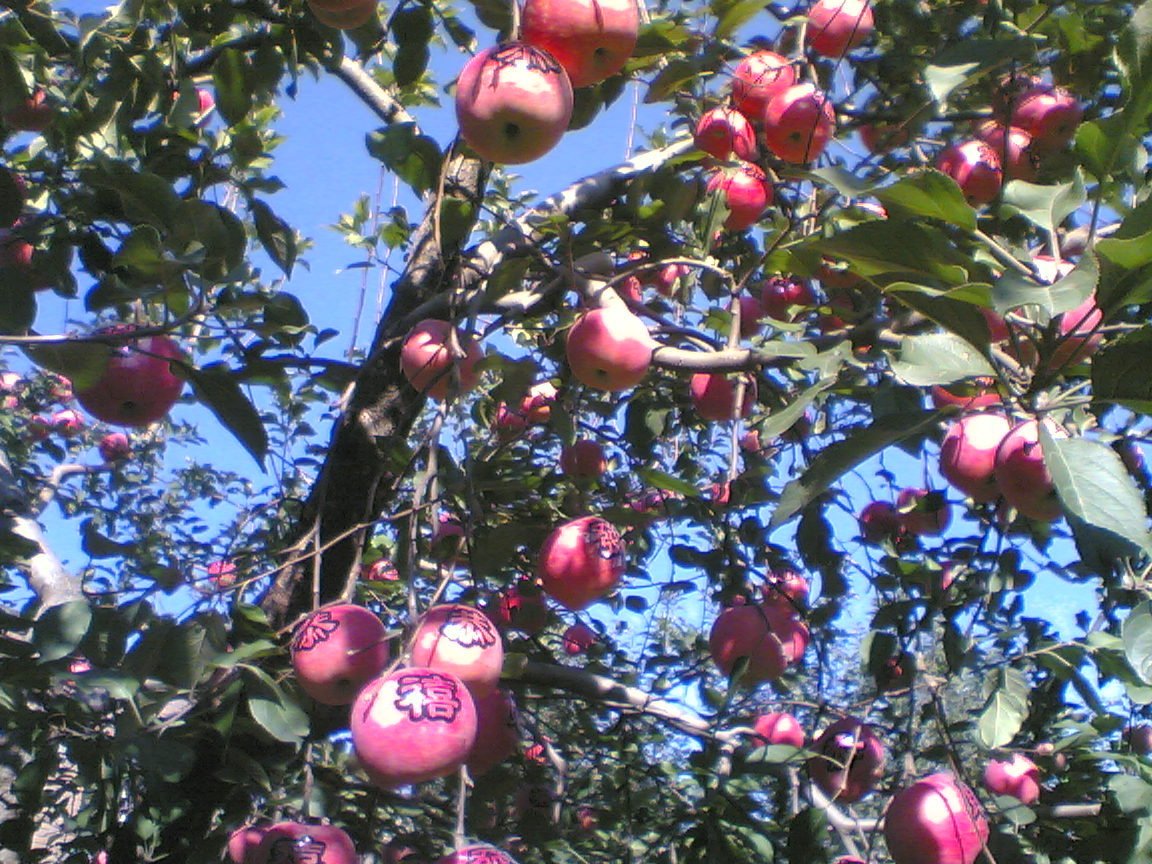 红果榆的地理分布