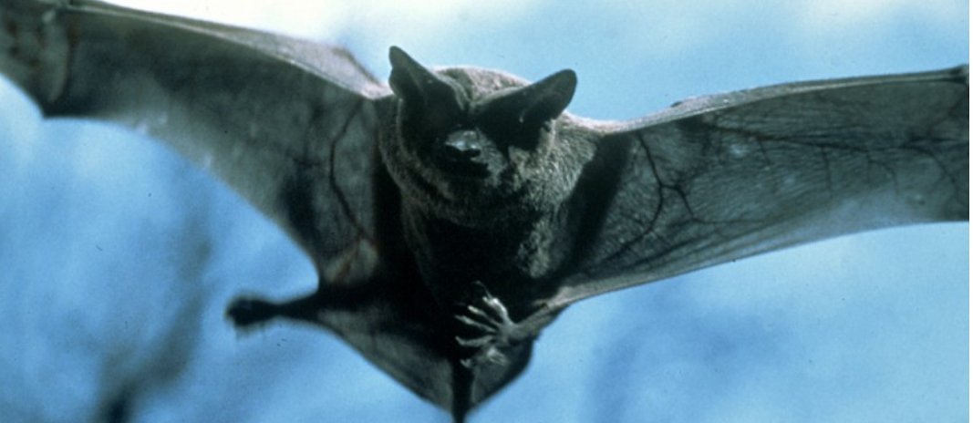 新冠病毒来源于蝙蝠？