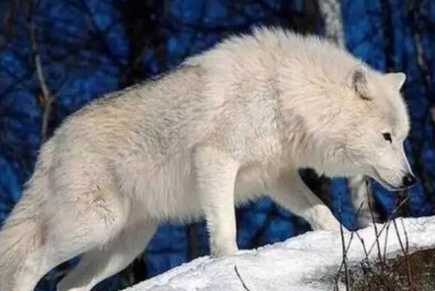 狼的战斗力排名