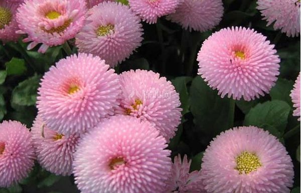 小雏菊的花语是什么？