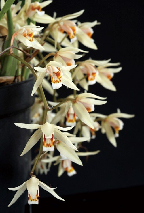 栗鳞贝母兰的医药用途