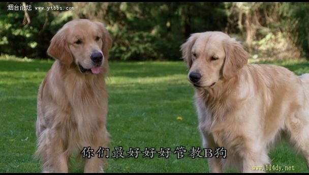 雪狗兄弟的剧情简介