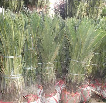 本内苏铁目的介绍