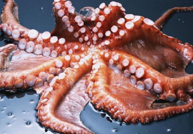 章鱼有几只脚
