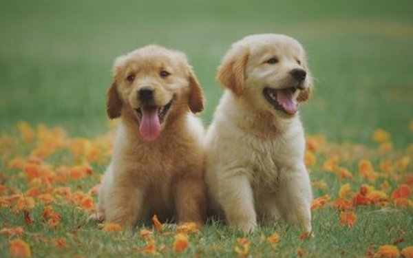 《越人道上遇狗》文言文如何翻译？