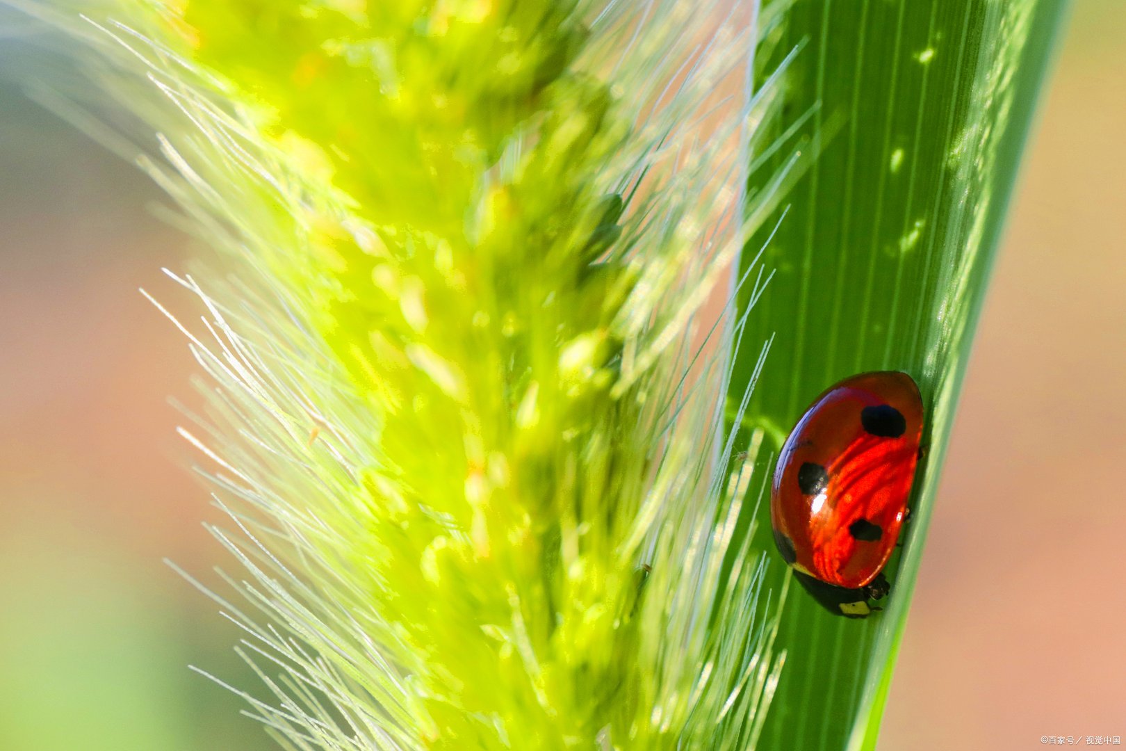 七星瓢虫又称为金龟子、花大姐、新媳妇，那么七星瓢虫吃什么？