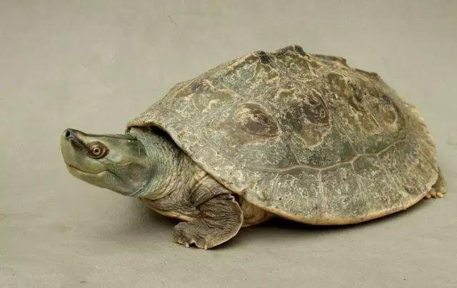 世界十大凶猛龟是哪些