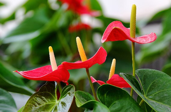 怎样养红掌才能一叶一花，花开不断？