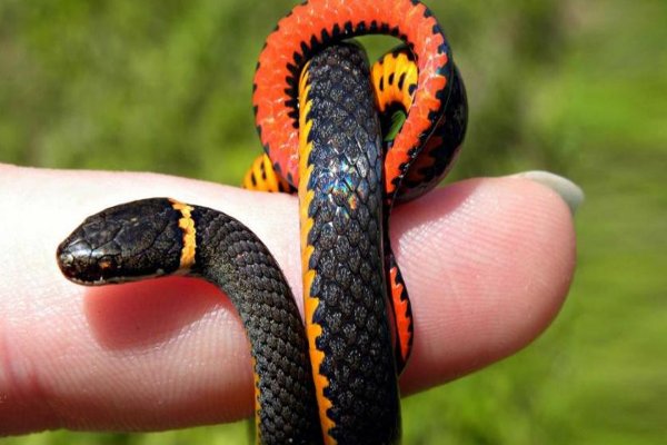 静观其变打一个正确生肖