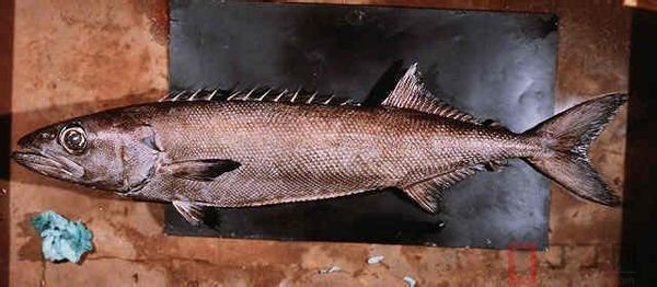 鱼皮上有小细刺的鱼是什么鱼?