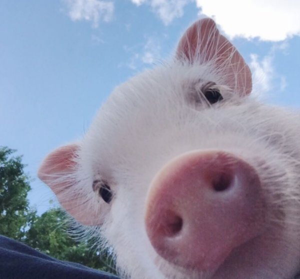 心宽体胖解一生肖