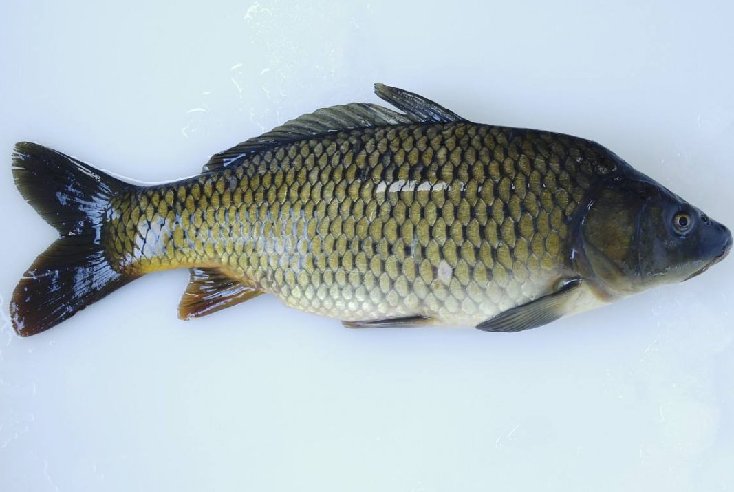 放生什么鱼福报最大