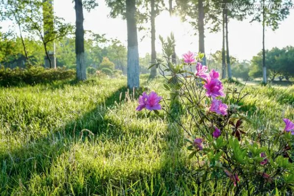花草树木不仅可以美化环境还可以什么?