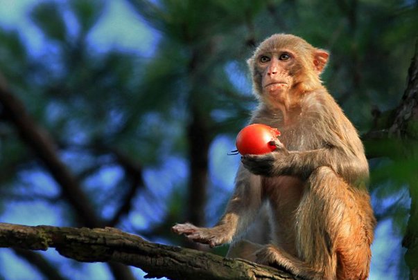 西游记中被孙悟空推倒的人参果树有何来历？