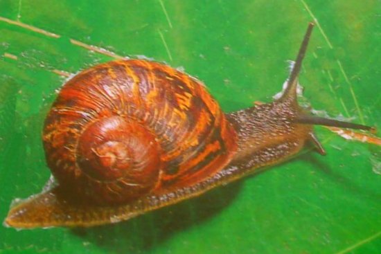蜗牛是怎样夏眠的或冬眠的？