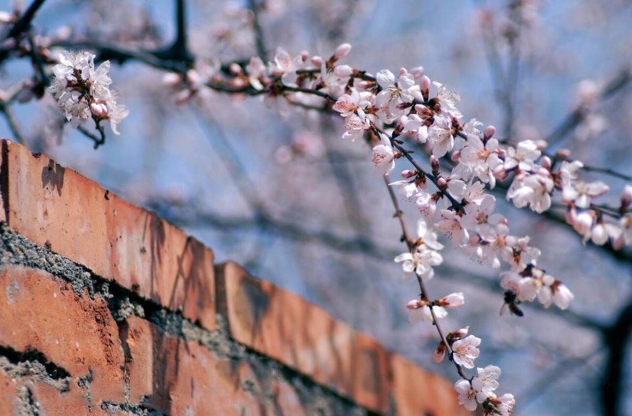 春色满园关不住出自哪首诗