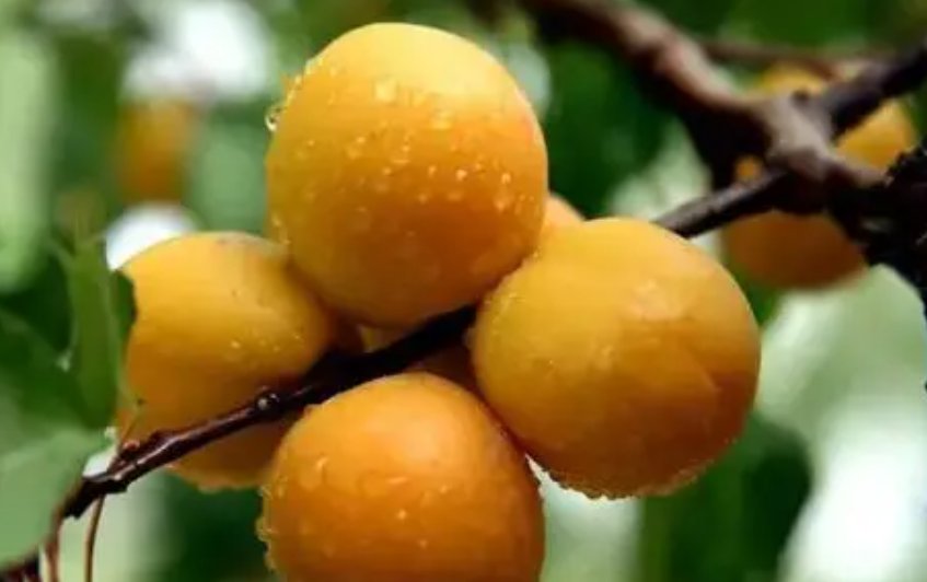 梅子金黄杏子肥的全诗