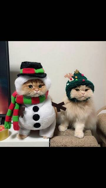 马云搞了个该死的蚂蚁花呗出来，害我每个月都欠花呗的钱。为什么要有蚂蚁花呗这种害人的东西？