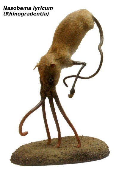 鼻行动物的外形特征