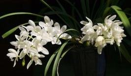 铁骨草就是兰花吗？不是的话二者有什么不一样。