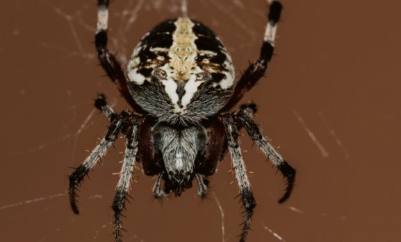 下雨前蜘蛛去哪儿了