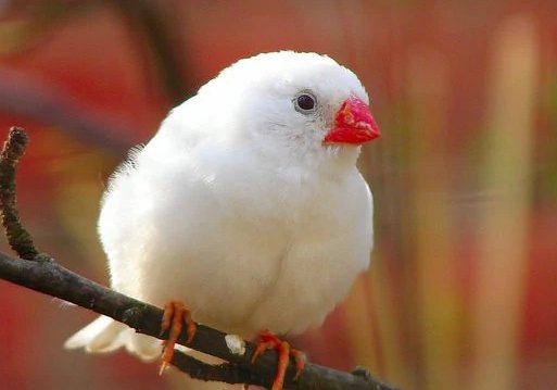 关于珍珠鸟的资料