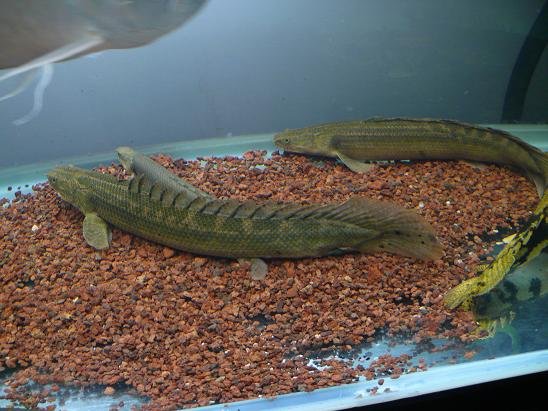 鳄鱼恐龙王的护 理