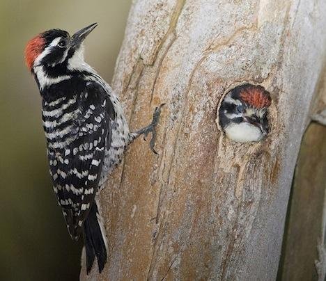 啄木鸟科学小组的出版作品