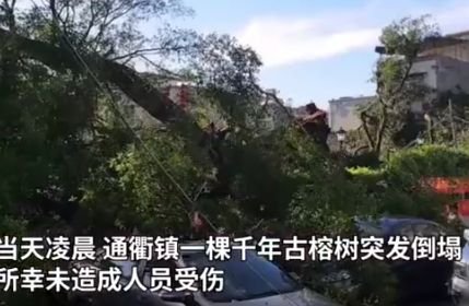 广东一棵千年古榕树突然倒塌，它还有没有抢救的余地？