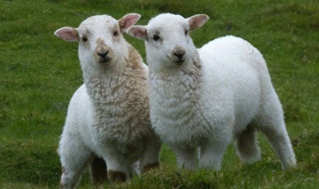 秋风过耳指什么生肖