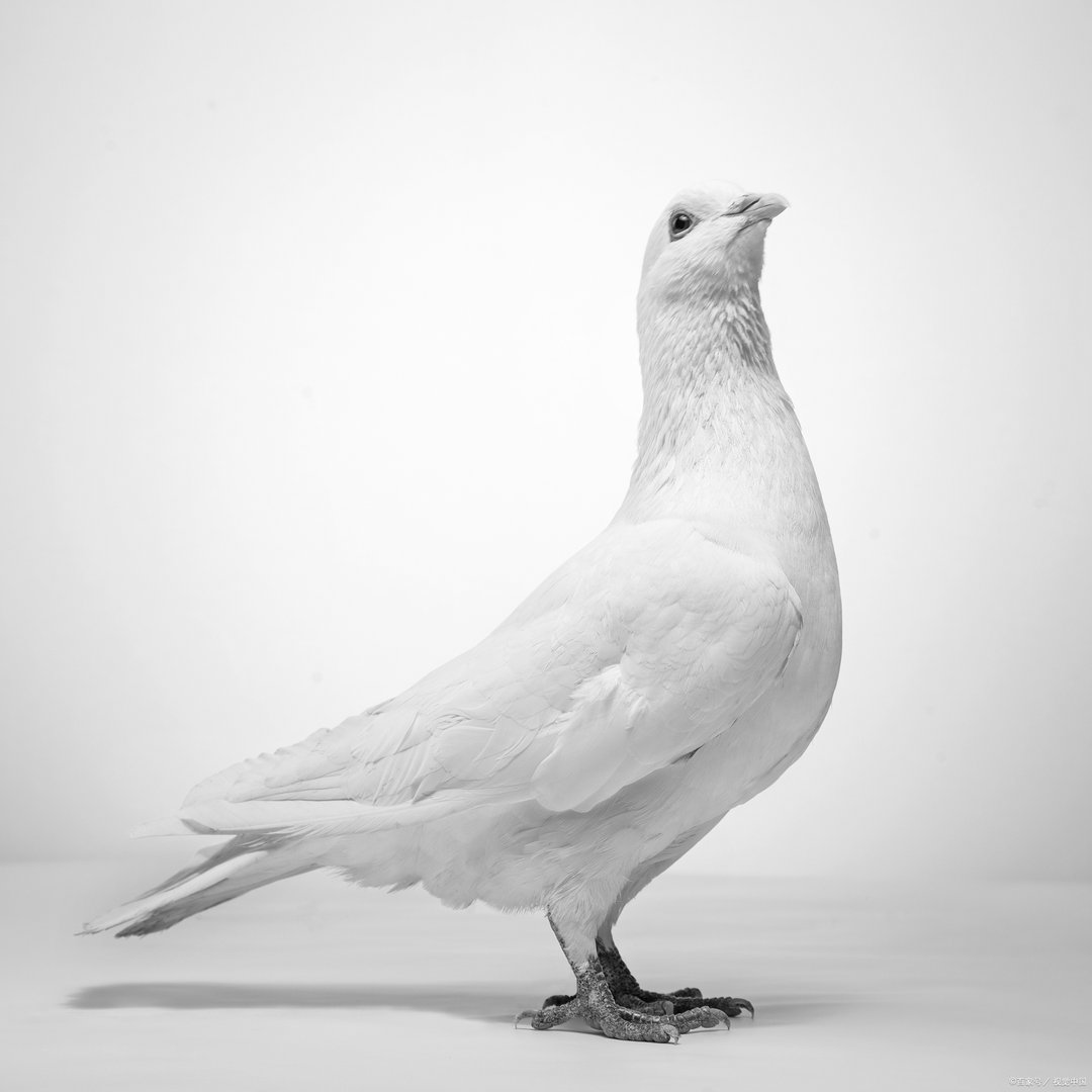 听说鸽子的养殖市场很不错，想问一下新手养殖什么品种比较好呢？