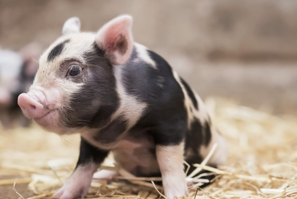 尿滚尿流打一生肖