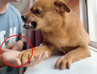 600万粉丝博主否认用针虐狗!小狗难道真的这么会演吗?