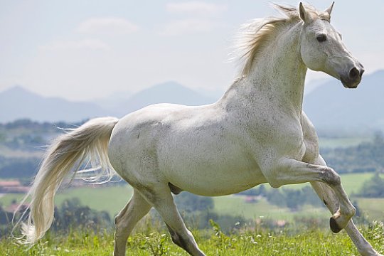 再三再四代表什么动物