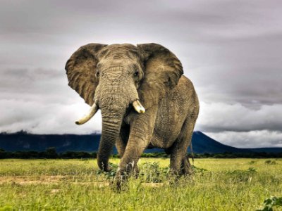 泰国一名游客喂大象时被卷起暴摔,目前游客的情况如何了?