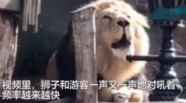 动物园狮子与游客对吼，最后是谁先投降的？