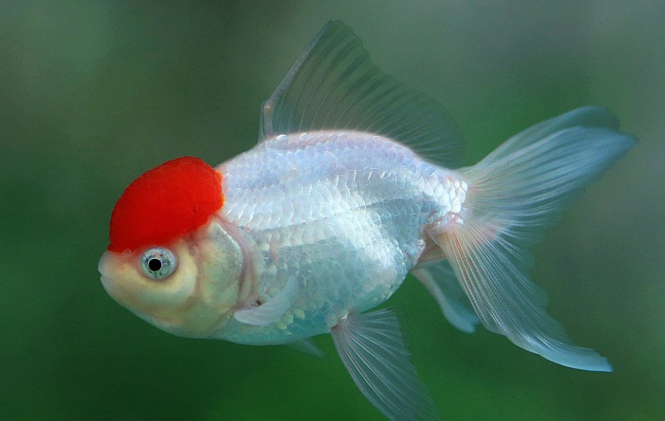 四个鱼念什么字？