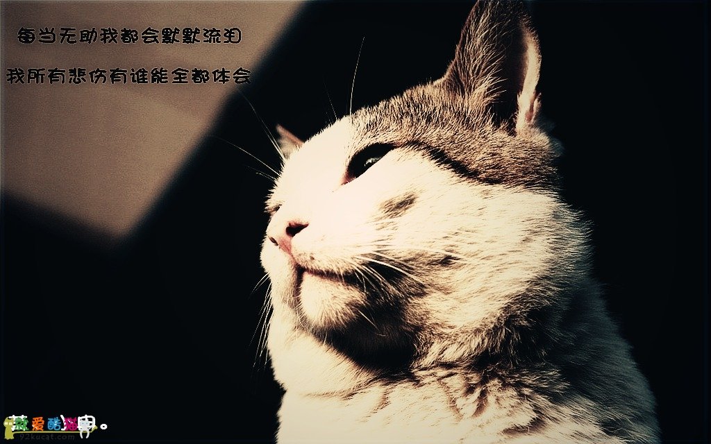 怕寂寞的猫的介绍