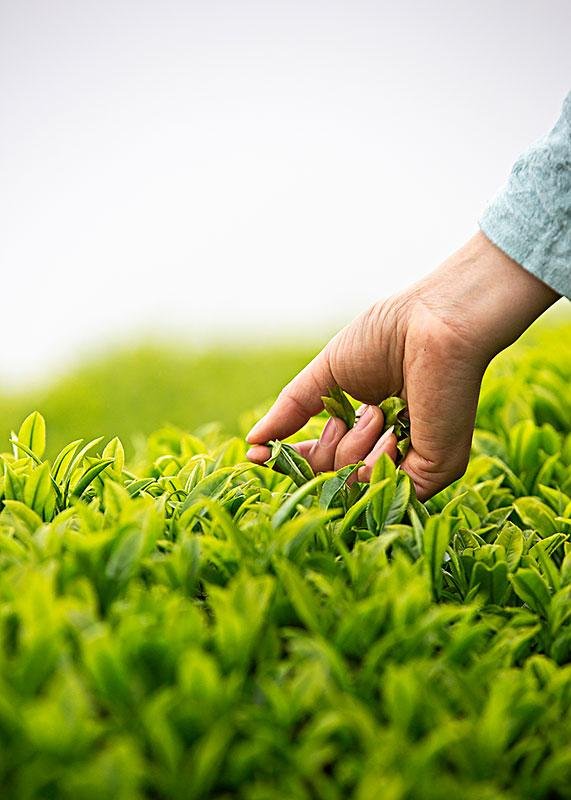 眉山一3岁萌娃在茶山上帮妈妈采茶叶的视频走红，网友对此有何评价？