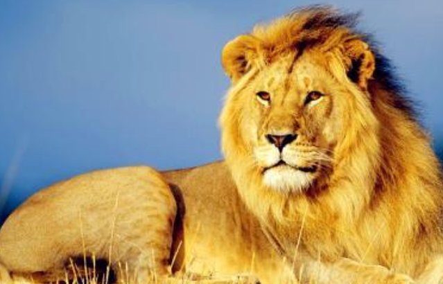 据报道，南非政府计划禁止圈养繁殖狮子，当地为何出台这样的规定？