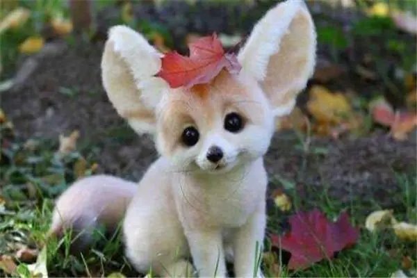 fennec怎么读